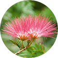 Nahaufnahme einer rosa Blüte des Persischen Seidenbaums mit feinen, fadenförmigen Blütenblättern vor grünem Hintergrund