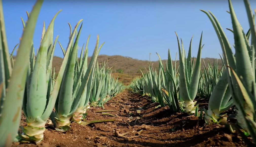 Reihen von Aloe-Vera-Pflanzen auf brauner Erde vor bewaldetem Hügel und blauem Himmel