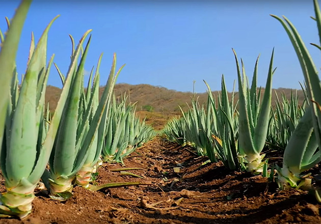 Reihen von grünen Aloe-Vera-Pflanzen auf braunem Ackerboden unter klarem blauem Himmel