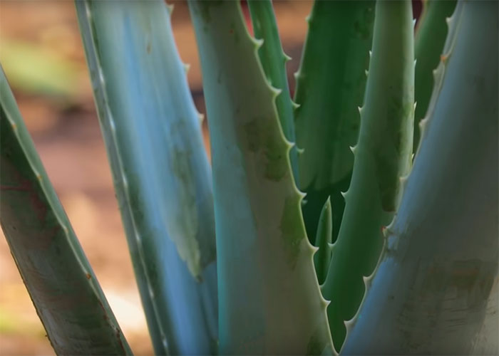 Nahaufnahme der dicken, fleischigen, gezahnten Blätter einer Aloe barbadensis Pflanze vor unscharfem Hintergrund