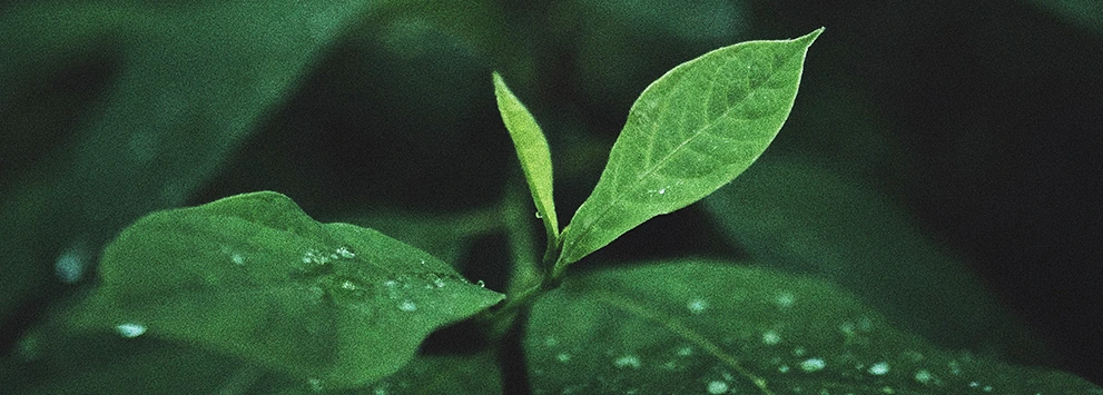 Grüne Blätter mit Wassertropfen auf dunklem, unscharfem Hintergrund, Fokus auf Natur und Frische