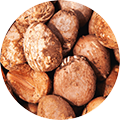 Nahaufnahme von braunen Sheabutter-Nüssen mit rauer, natürlicher Oberfläche