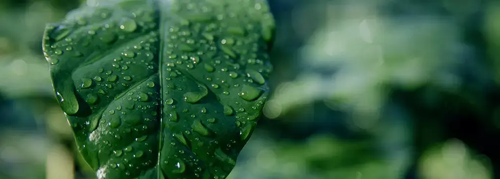Grünes Blatt mit Wassertropfen in Nahaufnahme vor unscharfem, grünem Hintergrund
