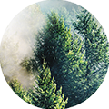 Nadelbäume im Nebel, symbolisch für verantwortungsvolle Nutzung der Natur