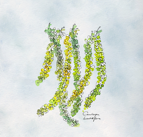 Illustration von grünen, gelben und weißen Algenzweigen mit kleinen runden Bläschen auf hellem Hintergrund
