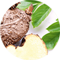 Kakaobutter und Wurzelstück mit grünen Blättern auf weißem Hintergrund