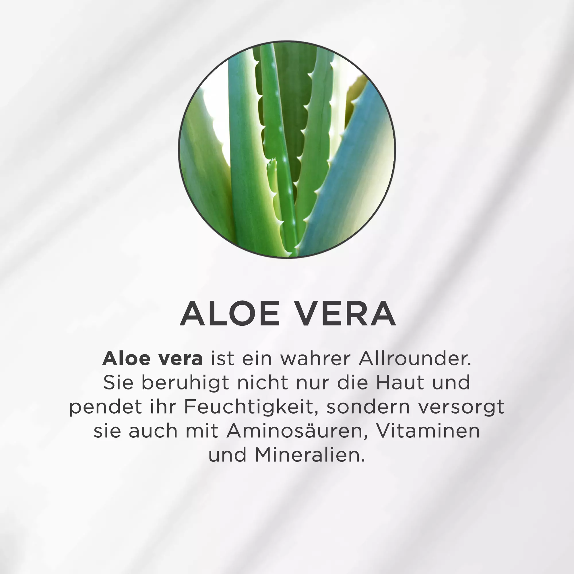 Nahaufnahme grüner Aloe-Vera-Blätter mit gezackten Rändern in rundem Bildausschnitt auf weißem Hintergrund