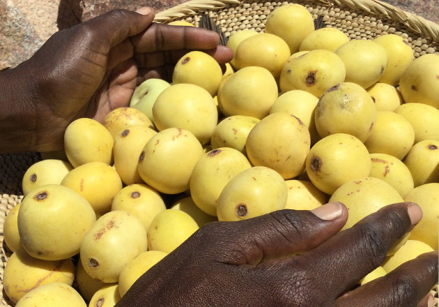 Hände halten gelbe Marula-Früchte in einem geflochtenen Korb auf hellem Untergrund