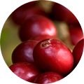 Nahaufnahme von roten Kaffeekirschen an einem Zweig mit grünen Blättern im Hintergrund