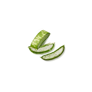 Aufgeschnittene Aloe-Vera-Blätter mit sichtbarem, klarem Gel im Inneren auf weißem Hintergrund