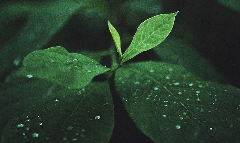 Grüne Blätter mit Wassertropfen auf dunklem Hintergrund, Fokus auf jungem Blatt in der Bildmitte