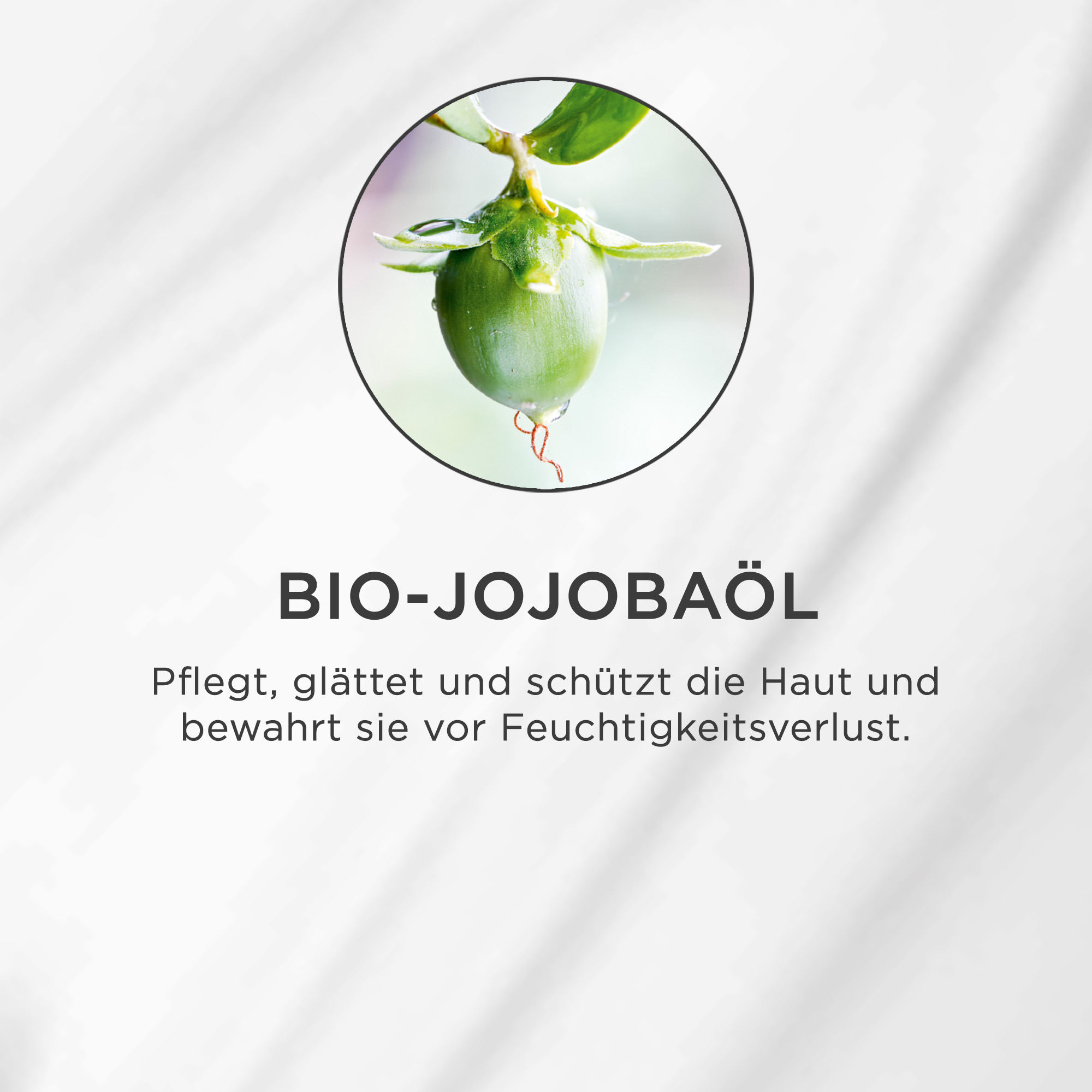 Grüne Jojobafrucht mit Wassertropfen an einem Zweig vor hellem, unscharfem Hintergrund