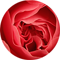 Nahaufnahme einer roten Rose mit detaillierten Blütenblättern und natürlicher Textur