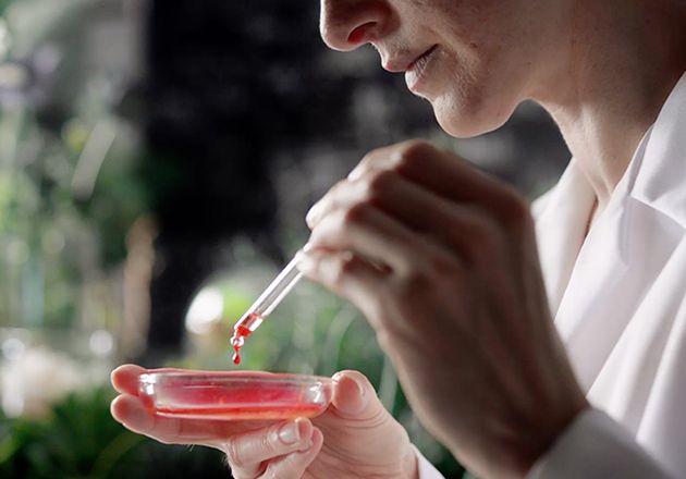 Person in weißem Kittel tropft rote Flüssigkeit mit Pipette in eine Petrischale, unscharfer Hintergrund