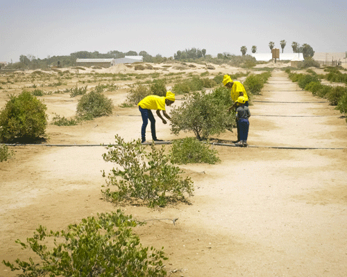 Drei Personen in gelben T-Shirts pflegen Jojobapflanzen in einer trockenen, sandigen Plantage unter klarem Himmel