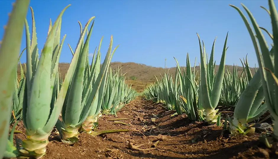 Reihen von Aloe-Vera-Pflanzen auf einem Feld unter klarem blauem Himmel im Sonnenlicht