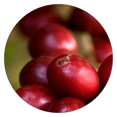Nahaufnahme von reifen, roten Kaffeekirschen an einem Zweig mit unscharfem Hintergrund