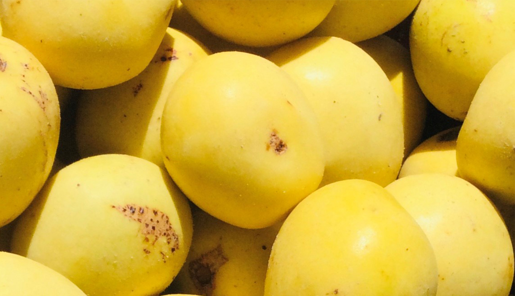 Nahaufnahme mehrerer gelber Marula-Früchte mit glatter Oberfläche und kleinen braunen Flecken