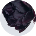 Schwarze Tulpe mit dunklen, samtigen Blütenblättern vor dunklem Hintergrund