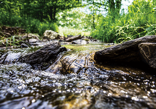 Klares Wasser fließt über Steine in einem bewachsenen Bachlauf mit grünem Laub im Hintergrund