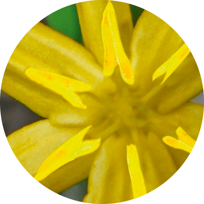 Nahaufnahme einer goldgelben Orchideenblüte mit markanten, spitzen Blütenblättern und grünem Hintergrund