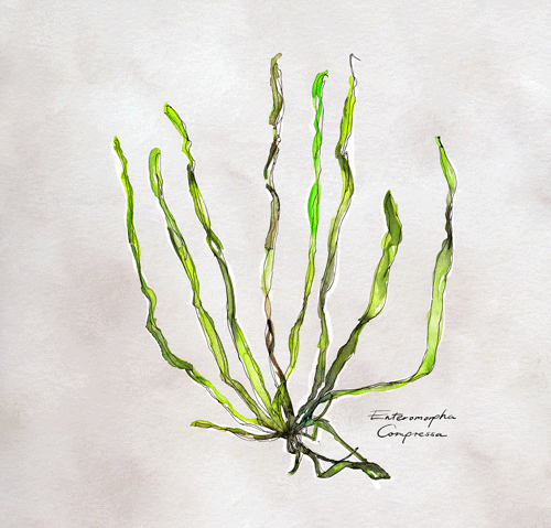 Illustration der grünen Alge Enteromorpha Compressa mit langen, schmalen und gewellten Blättern auf hellem Hintergrund
