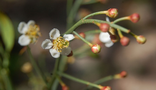 Nahaufnahme von weißen Blüten mit gelben Staubgefäßen und roten Knospen an grünen Zweigen vor unscharfem Hintergrund