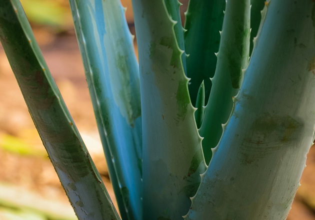 Nahaufnahme von dicken, grünen Aloe-Vera-Blättern mit gezackten Rändern und natürlicher Oberfläche