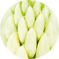 Nahaufnahme von weißen Lupinenblüten, dicht angeordnet, mit glatten, spitzen Blütenblättern