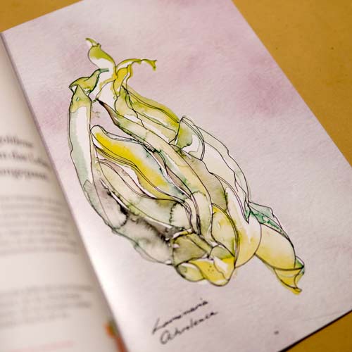 Aquarellzeichnung von gelb-grünen Bananen auf einer aufgeschlagenen Buchseite mit handschriftlicher Signatur
