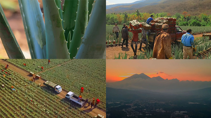Nahaufnahmen von Aloe-Vera-Pflanzen, Arbeiter laden Ernte auf Pickup, Felder mit Erntemaschinen, Berglandschaft bei Sonnen...