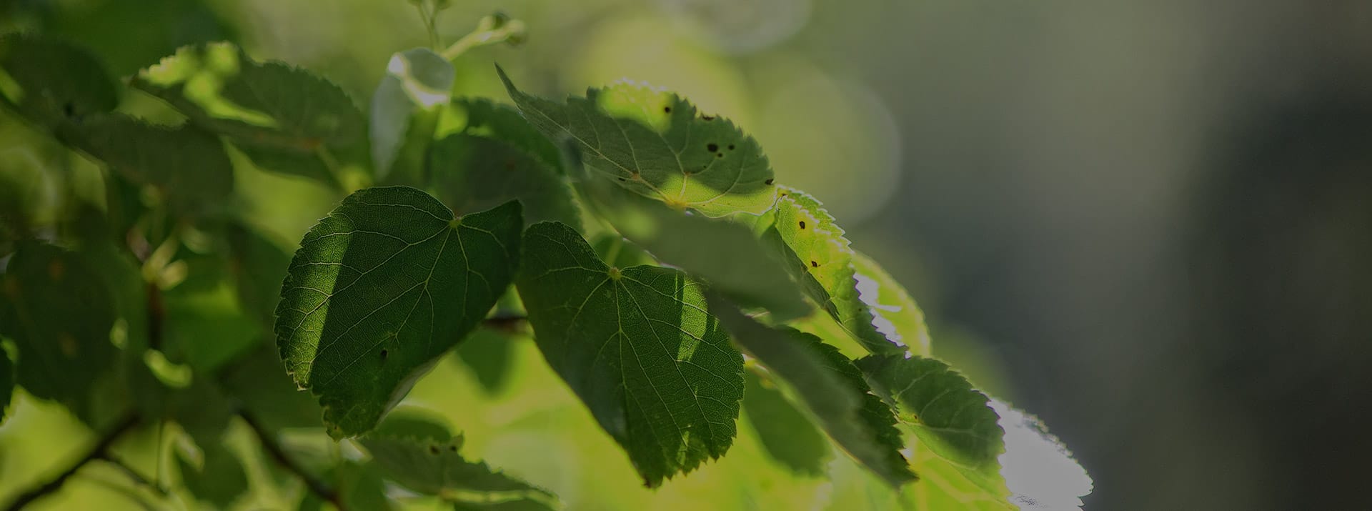 Grüne Blätter mit sichtbaren Blattadern im Sonnenlicht vor unscharfem, grünem Hintergrund