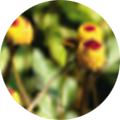 Nahaufnahme von gelben Parakresse-Blüten mit roten Punkten auf grünen Blättern