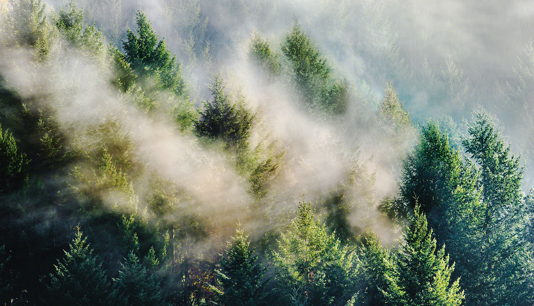 Nebel zieht durch einen dichten Nadelwald mit grünen Tannenbäumen im Morgenlicht