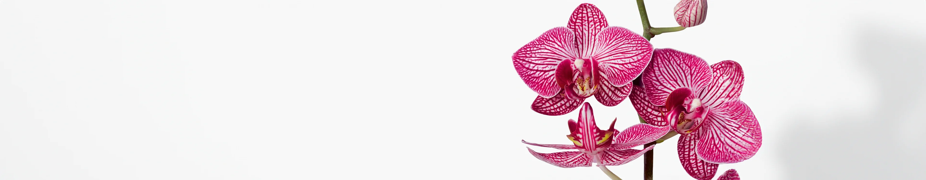 Zweig mit drei pink-weiß gestreiften Orchideenblüten vor weißem Hintergrund