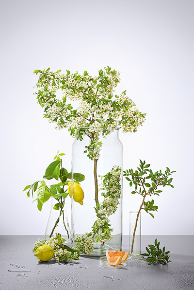 Drei Glasvasen mit blühenden Zweigen, Zitronen, Grapefruitstücken und grünen Blättern auf grauer Oberfläche