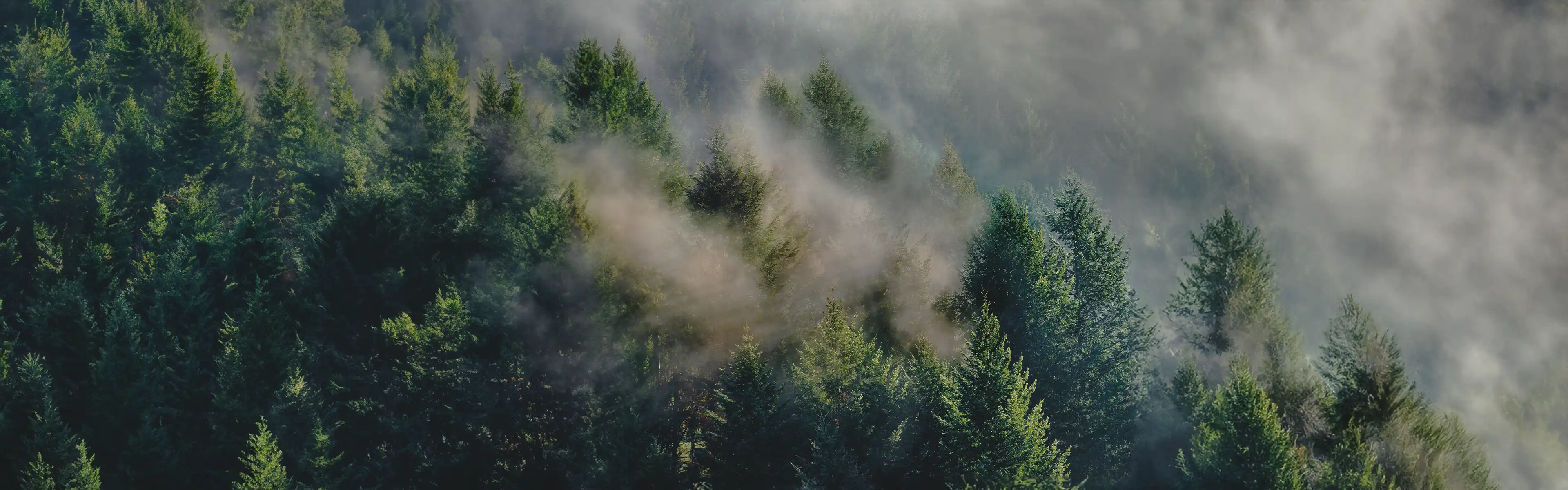 Nebel zieht durch dichten Nadelwald im Schwarzwald, Sonnenlicht beleuchtet vereinzelt die Baumkronen