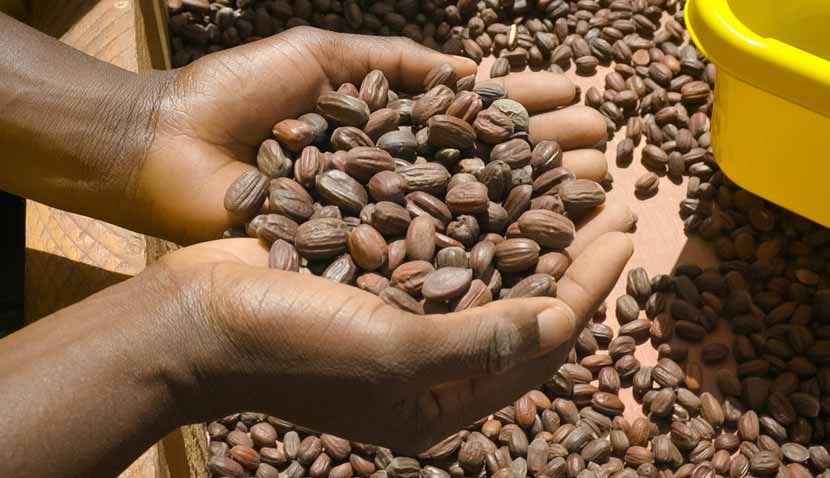 Hände halten eine große Menge getrockneter Jojobasamen über einem Holztisch mit weiteren Samen und einem gelben Behälter