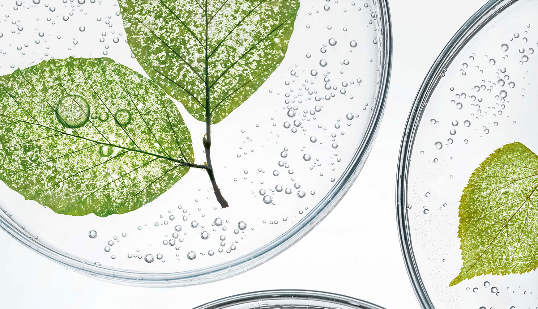 Grüne Blätter in mit Bläschen gefüllten Glas-Petrischalen vor weißem Hintergrund