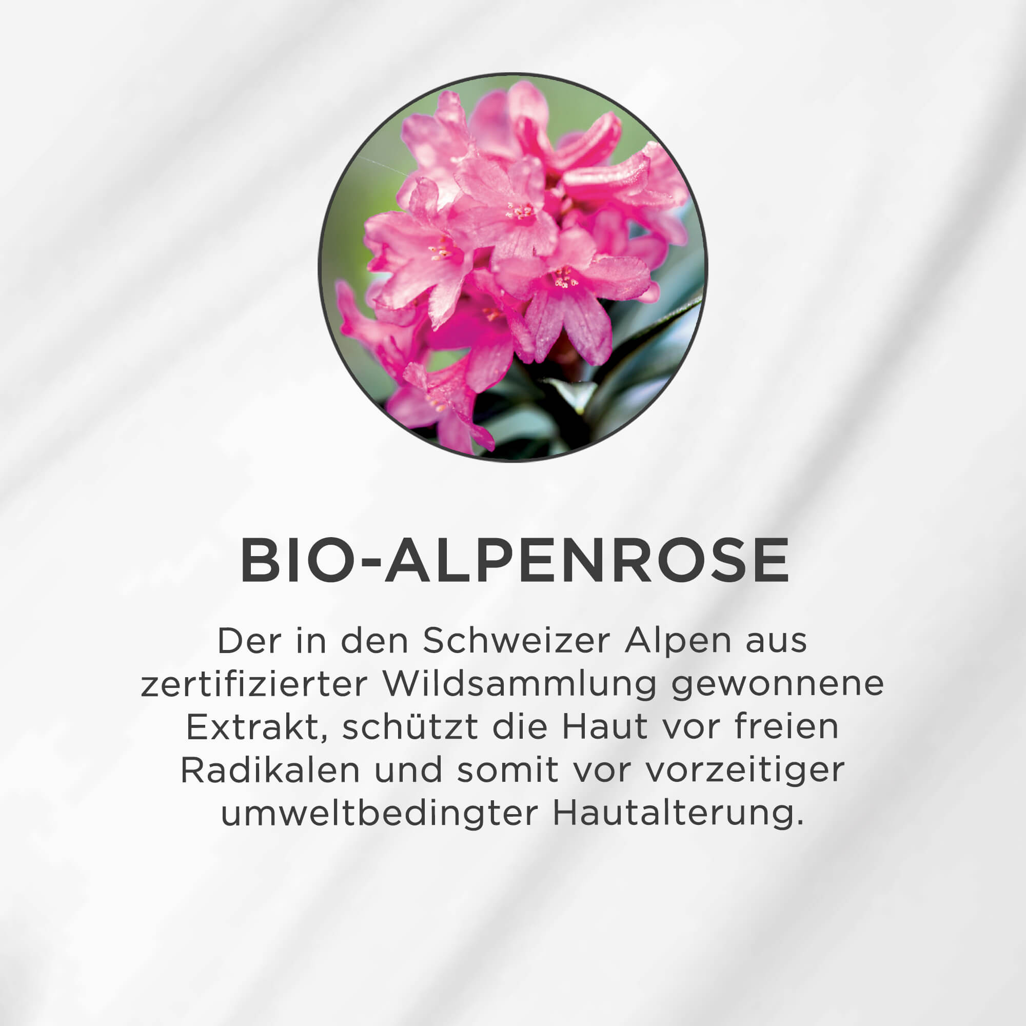 Nahaufnahme einer pinken Bio-Alpenrose mit Blüten, Symbol für antioxidativen Hautschutz