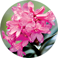 Nahaufnahme einer rosa Blüte mit mehreren kleinen Blütenblättern und grünen Blättern im Hintergrund