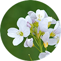 Nahaufnahme von weißen Wiesenschaumkraut-Blüten mit gelben Staubgefäßen vor grünem Hintergrund