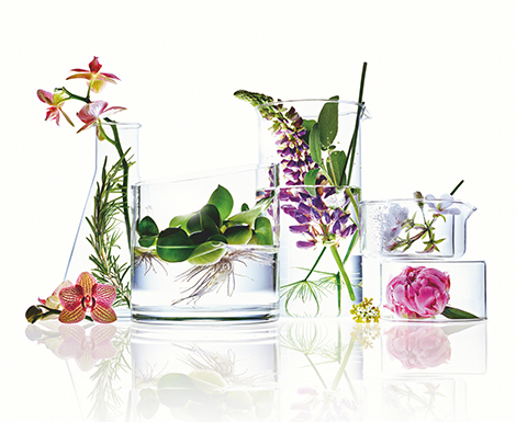 Mehrere Glasgefäße mit Wasser, darin verschiedene grüne Blätter und bunte Blüten arrangiert auf weißem Hintergrund