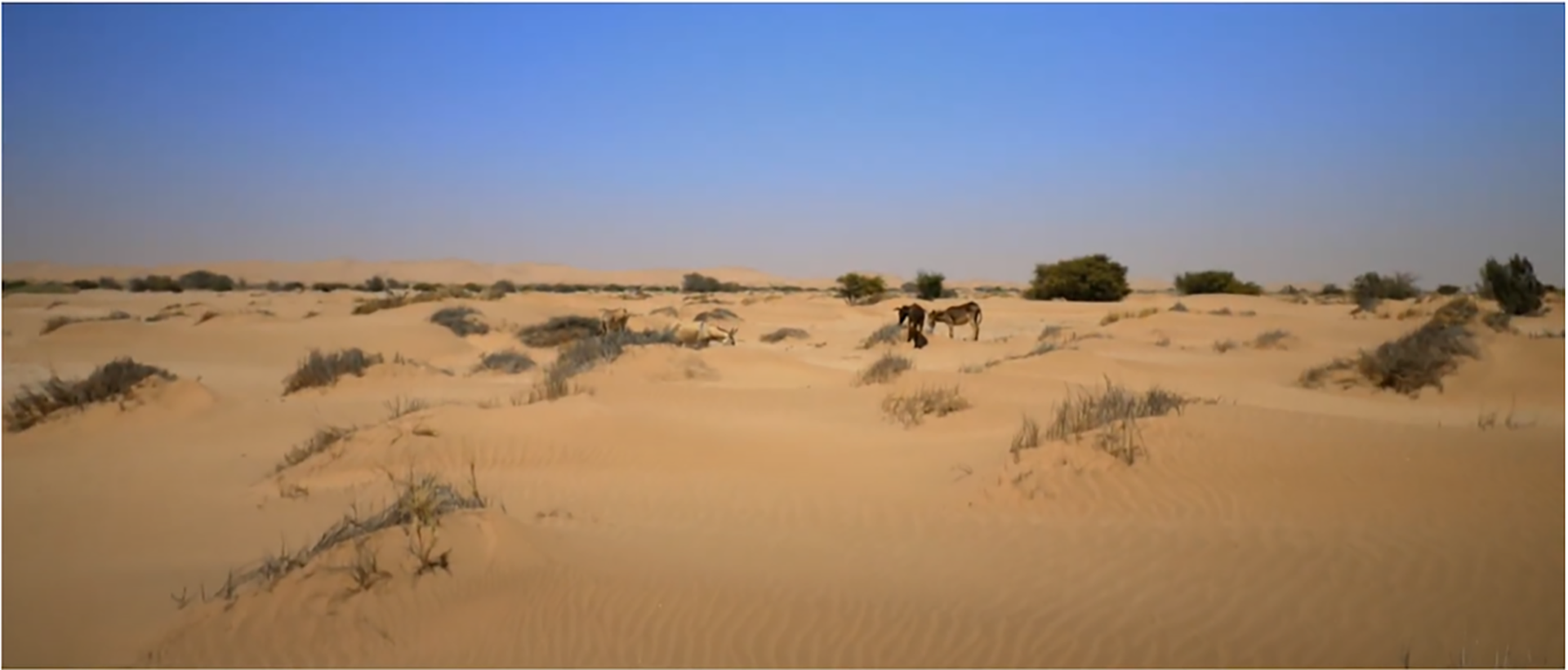 Wüstenlandschaft mit Sanddünen, vereinzeltem Buschwerk und zwei Eseln unter blauem Himmel