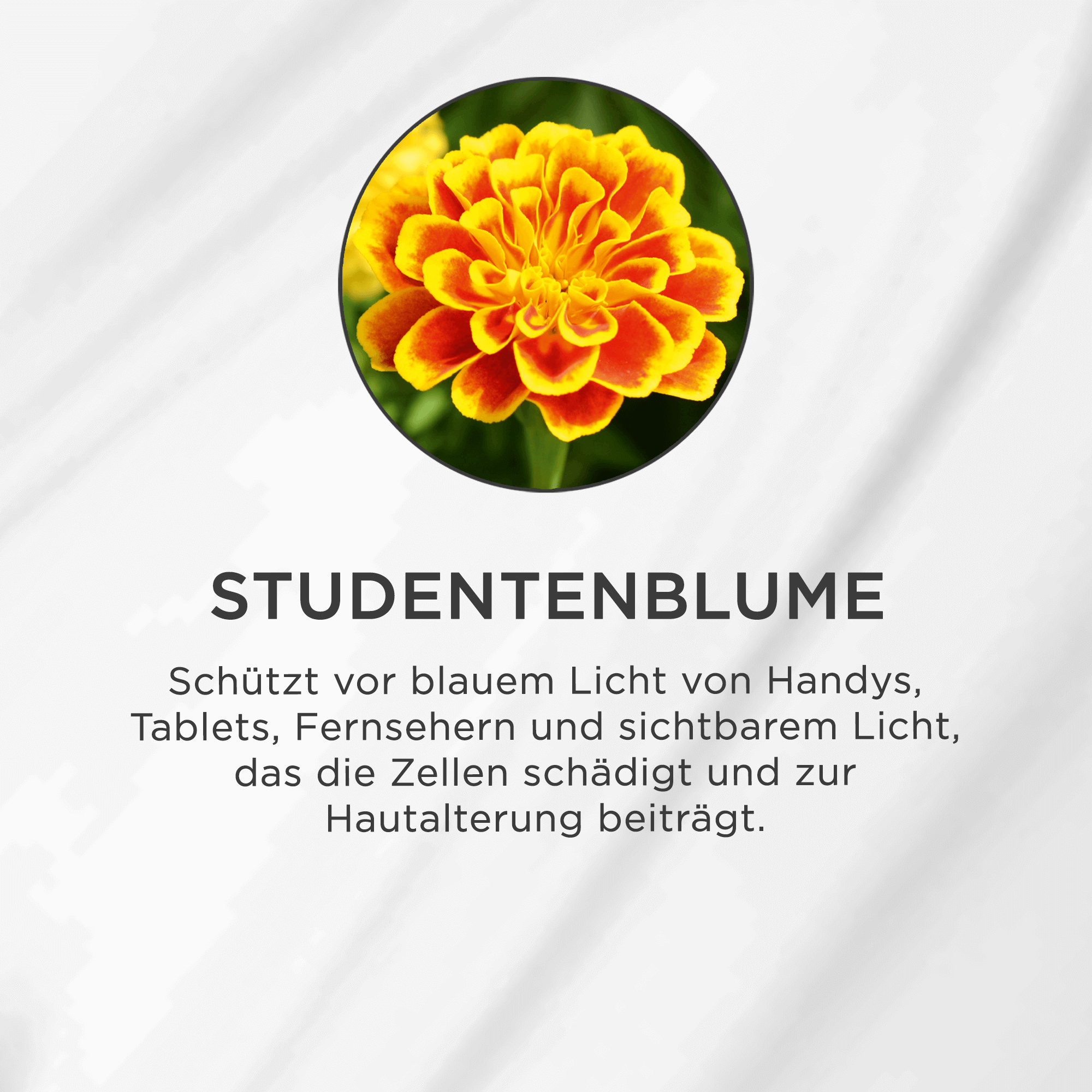 Nahaufnahme einer orange-gelben Studentenblume vor grünem Hintergrund