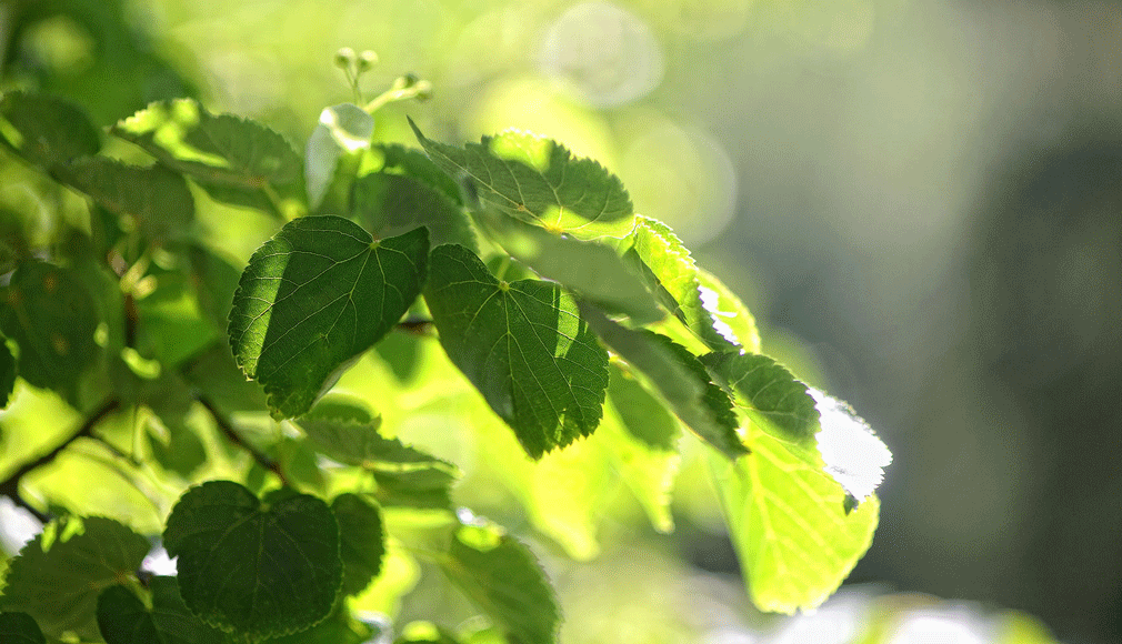 Grüner Lindenbaum