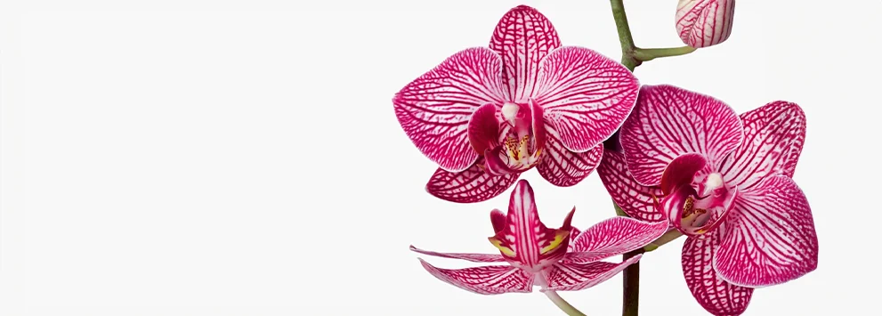 Zweig mit drei pink-weiß gestreiften Orchideenblüten vor weißem Hintergrund