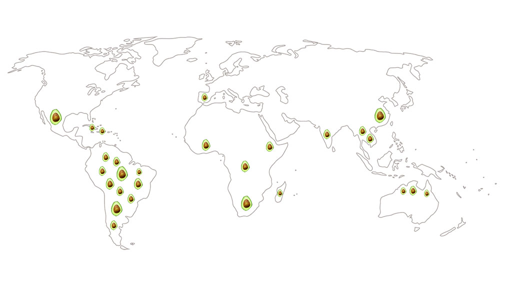 Weltkarte mit Avocado-Symbolen, die wichtige Anbauländer in Amerika, Afrika, Asien und Australien markieren