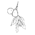 Handgezeichnete Marula-Frucht mit Blättern und Wurzeln in schwarzer Linienzeichnung auf weißem Hintergrund