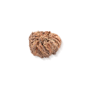 Getrocknete Rose Jericho Pflanze mit verwobenen, trockenen Blättern auf weißem Hintergrund